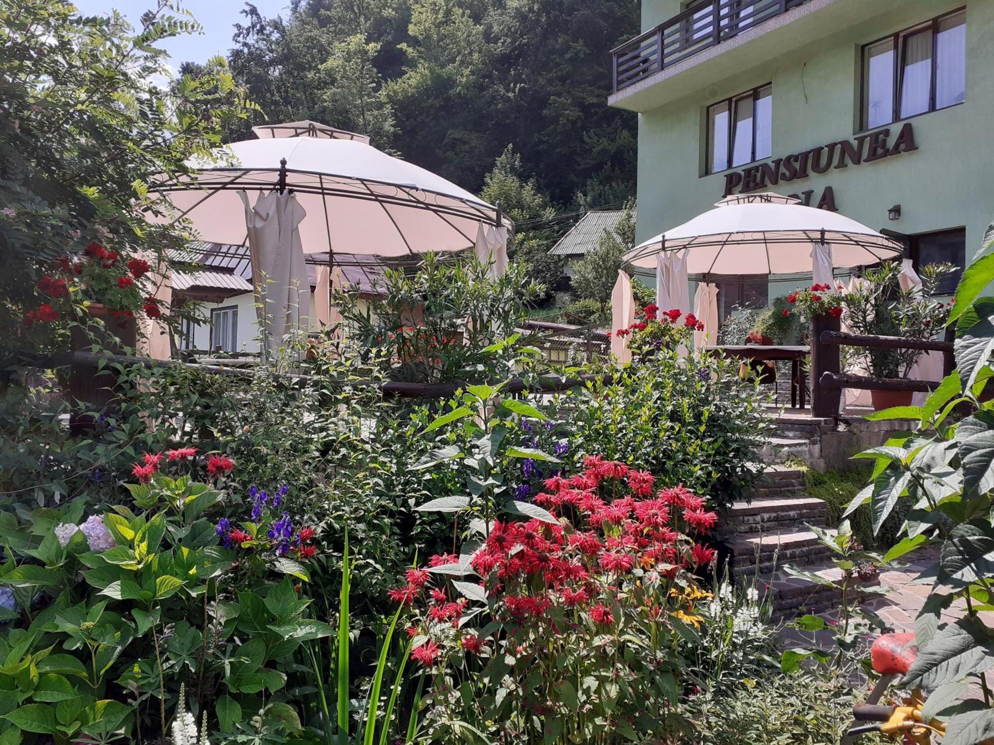 Pensiunea Ana Cavnic Exterior foto